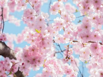 仏法紹隆寺による心のこもった合同供養（永代供養・樹木葬）
