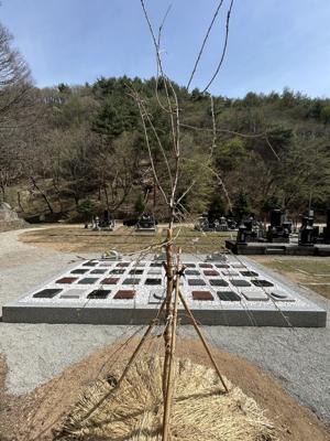 桜の苗木が見守る新区画